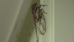 Razor Grinder Cicada