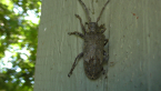 Longicorn Beetle