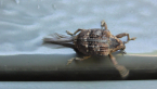 Cryptorhynch Weevil