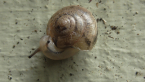 Pink Glass Snail