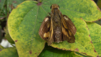 Pale-orange Darter