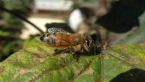 European Honey Bee