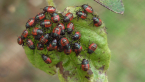Cotton harlequin Bug Nymphs