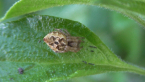 Orb-weaving Spider