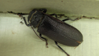 Longicorn Beetle
