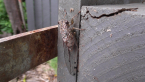Floury Baker Cicada