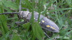 Great Fig Tree Borer