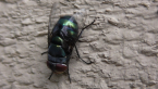 Blowfly