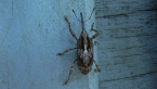 Weevil