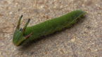Tailed Emperor Caterpillar