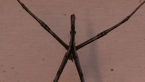 Rufous Net-casting Spider