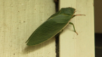 Bladder Cicada