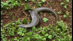 Major Skink