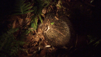 Short-beaked Echidna