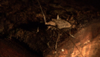 Longicorn Beetle