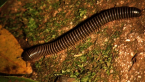 Spirostreptida Millipede