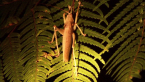 Katydid