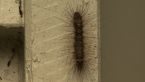 Lichen Moth Larva