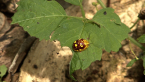 Eucalypt Leaf Beetle