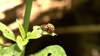 Mating Lady Beetles