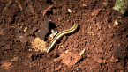 Sucking Millipede