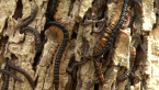 Flat-backed Millipedes