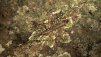 House Centipede