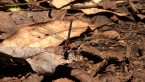 Flame Flatwing Damselfly