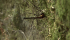 Harvestman
