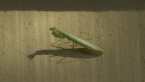 Snake Mantis