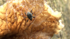 Weevil on Mushroom