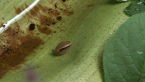 Pink Glass Snail