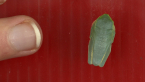 Graceful Tree Frog