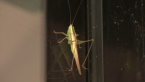 Katydid