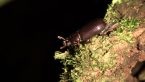 Bess Beetle