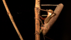 Katydid Laying Eggs