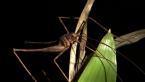 Cave Cricket