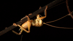 Raspy Cricket