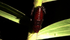 Cockroach Instar