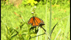 Wanderer Butterfly