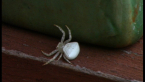 White Crab Spider