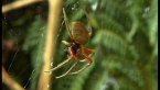 Garden Orb-weaving Spider