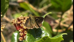 Dingy Grass-skipper