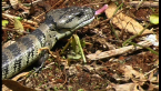 Pink-tongued Skink