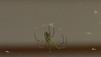 Argiope Spider