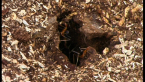 Red Spider Ants