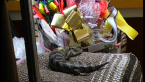 Pink-tongued Skink