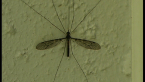 Crane Fly