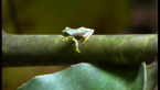 Orange-eyed Tree Frog