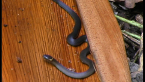 Dwarf Crowned Snake